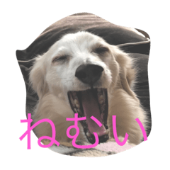 Dachshund and Boston terrier