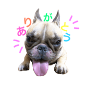 DogsDogsDogs