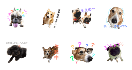 DogsDogsDogs
