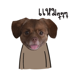 Chocolate is a funny dog v.2