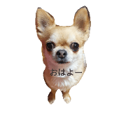 chiwawa noa 2