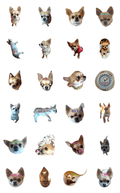 chiwawa noa 2