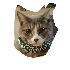 !!!!!!!!!!cat!!!!!!!!!!!