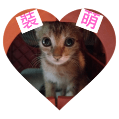 小皮蛋の表情包