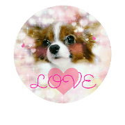 Angel's Puchiko