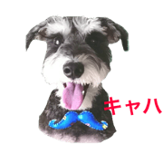 Hachi-kun Miniature Schnauzer
