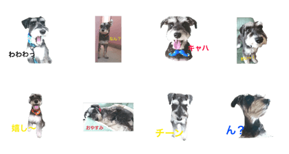 Hachi-kun Miniature Schnauzer