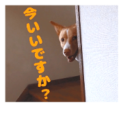 dogwan-7