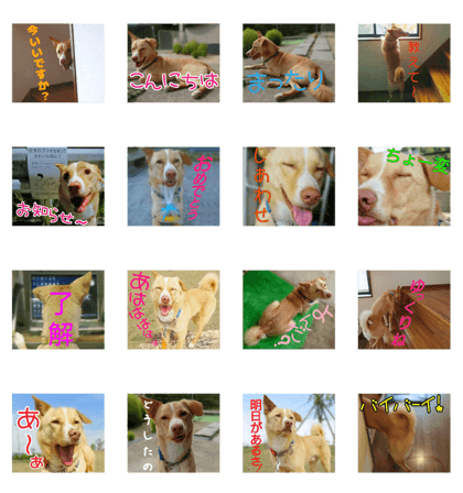 dogwan-7