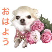 beautifu's Chihuahua