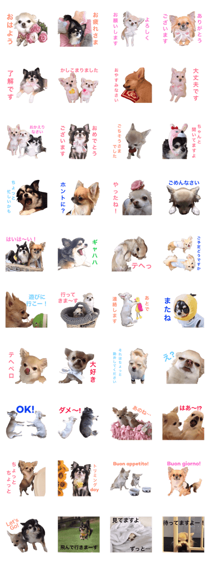 beautifu's Chihuahua
