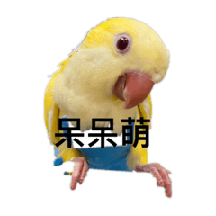 寶貝鸚鵡大集合日常生活