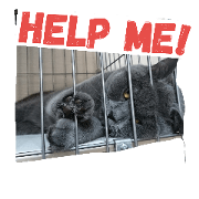 britishshorthair2