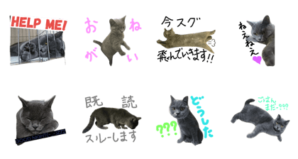 britishshorthair2