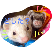 ferret urushibara