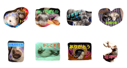 ferret urushibara