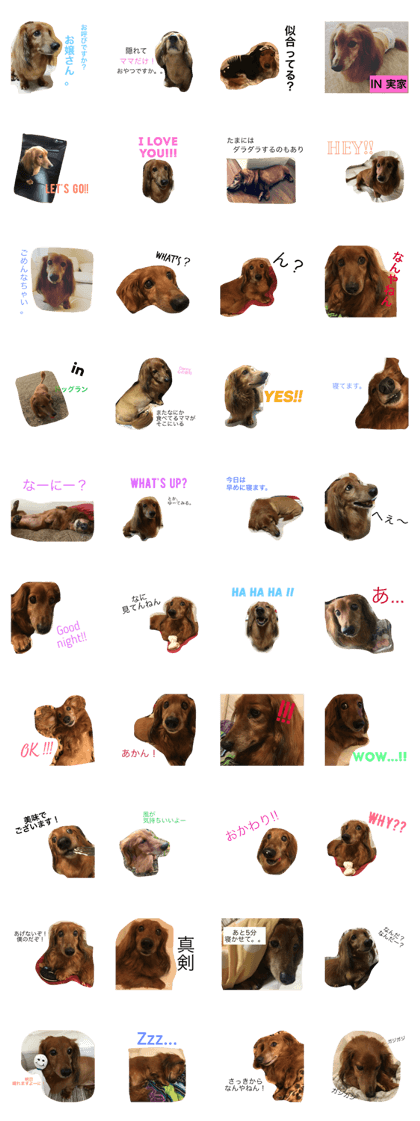 dachshund Danny.