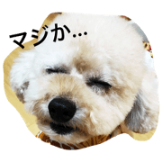 my dog so cute