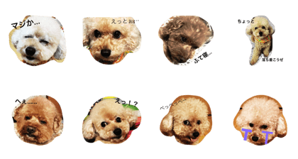 my dog so cute