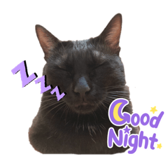 厭世黑貓阿布喜