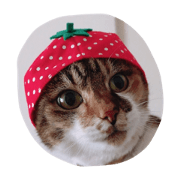 naito.cuteanimal!!