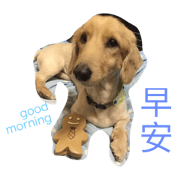 long haired dachshund