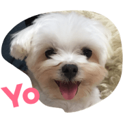 A dog named Wan Wan