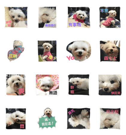 A dog named Wan Wan