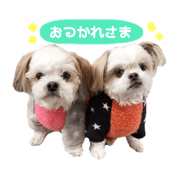 doggie0322