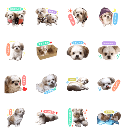 doggie0322