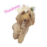 mofumofudogs2