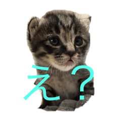 Stamp full of animals