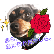 minipin stumps
