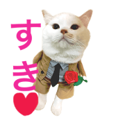 cool cat koron