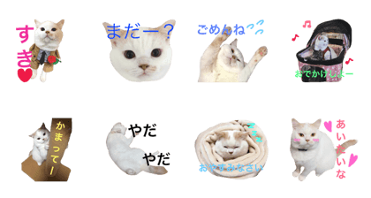cool cat koron
