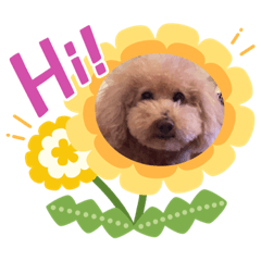 泰迪寶貝(⁎⁍̴̛ᴗ⁍̴̛⁎)