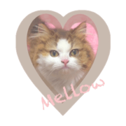 mellow-tan