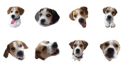 latte beagle