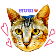 My cat   MUGI chan