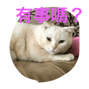 cat w&b
