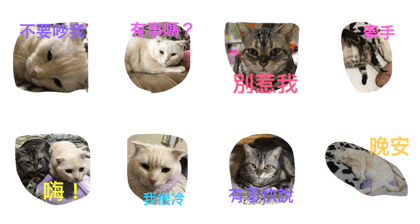 cat w&b