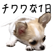 Chihuahua Day
