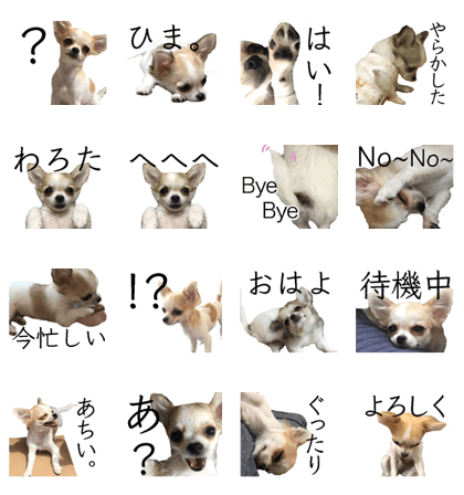 Chihuahua Day
