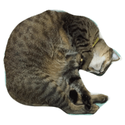 SuperCatt
