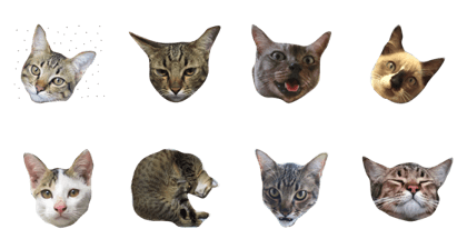 SuperCatt
