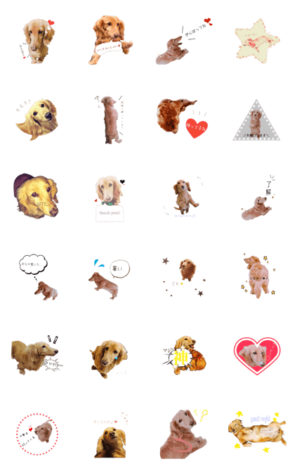 Miniature Dachshund konatsu