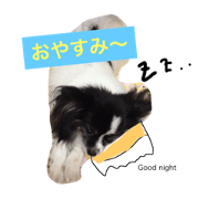 non,an,komugi