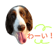 springer spaniel