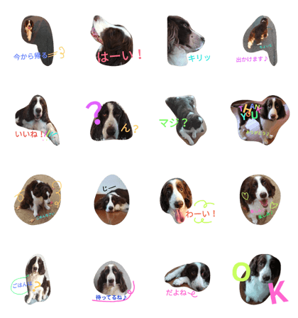 springer spaniel