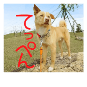 dogwan-8